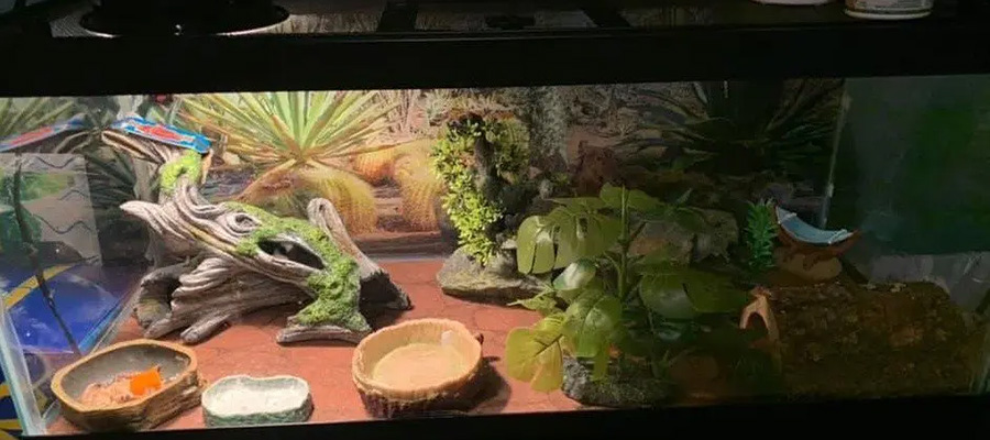 First example of a suitable gecko habitat