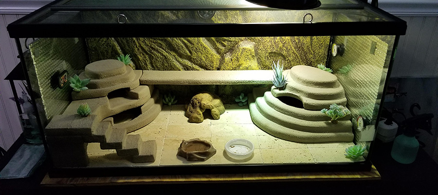 Second example of a suitable gecko habitat