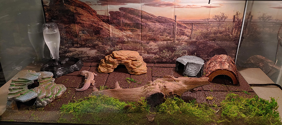 Third example of a suitable gecko habitat